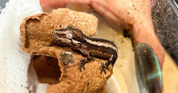  Tortugas, aves y monos son los más traficados – Pulso