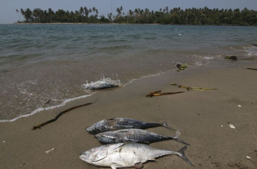  Comunidades del Golfo exigen reunión con Sheinbaum para atender daños petroleros