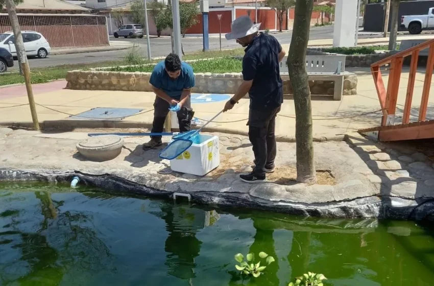  Dirección de Medio Ambiente, Aseo y Ornato trabaja en laguna artificial de Villa Magisterio …