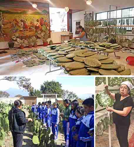  Por siglos, México se ha teñido del  rojo carmín cultivado en nopal