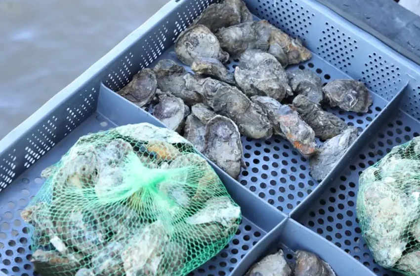  Productores de Pescando Vida toman previsiones por fuerte oleaje en lagunas – XEVA