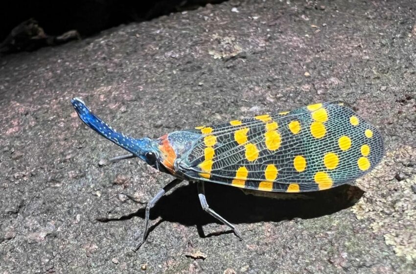  Queda tanta vida por descubrir en este planeta como la ya conocida | Ciencia – EL PAÍS