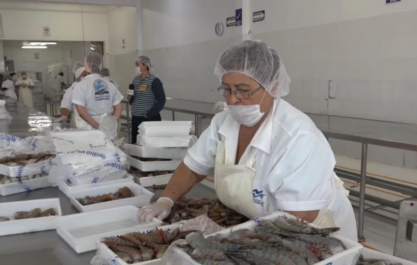  Producción de camarón en Sinaloa mantiene precios estables y repunte en acuacultura