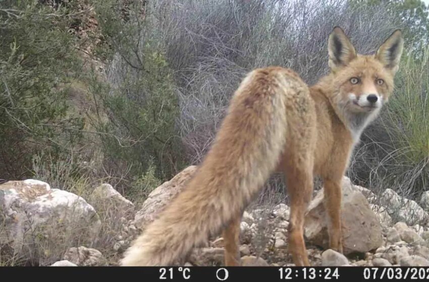  Medio Ambiente finaliza análisis de la diversidad de mamíferos en el Parque Regional …