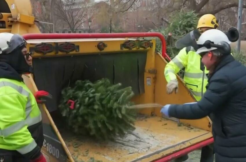  Con el Mulchfest los neoyorkinos pueden ayudar al medio ambiente con sus árboles navideños