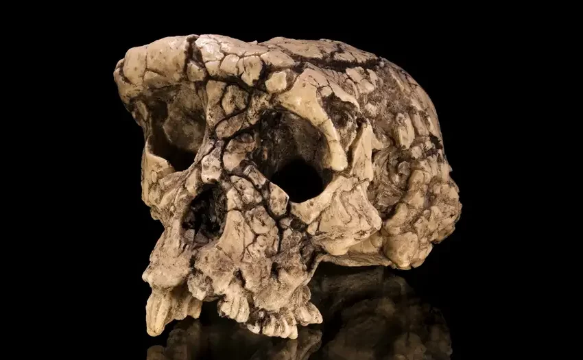  Fósil de homínido reescribe el origen del bipedismo humano