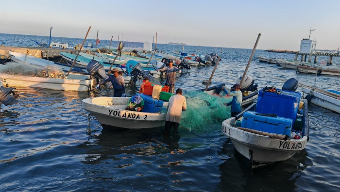  Captura histórica: pescadores logran dos toneladas de cojinuda – AVC Noticias