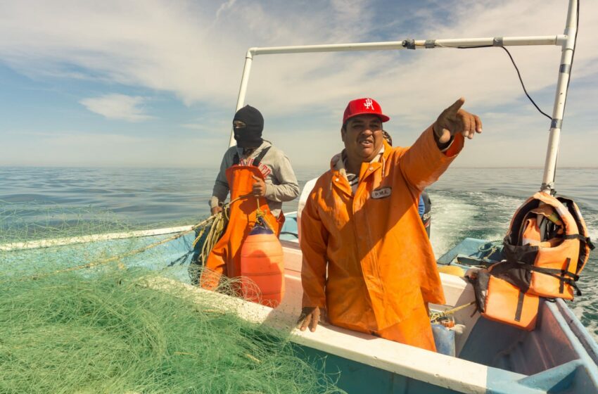  Establecen cuota de 4 mil 485 toneladas de curvina en el Golfo y Río Colorado – BajaNews