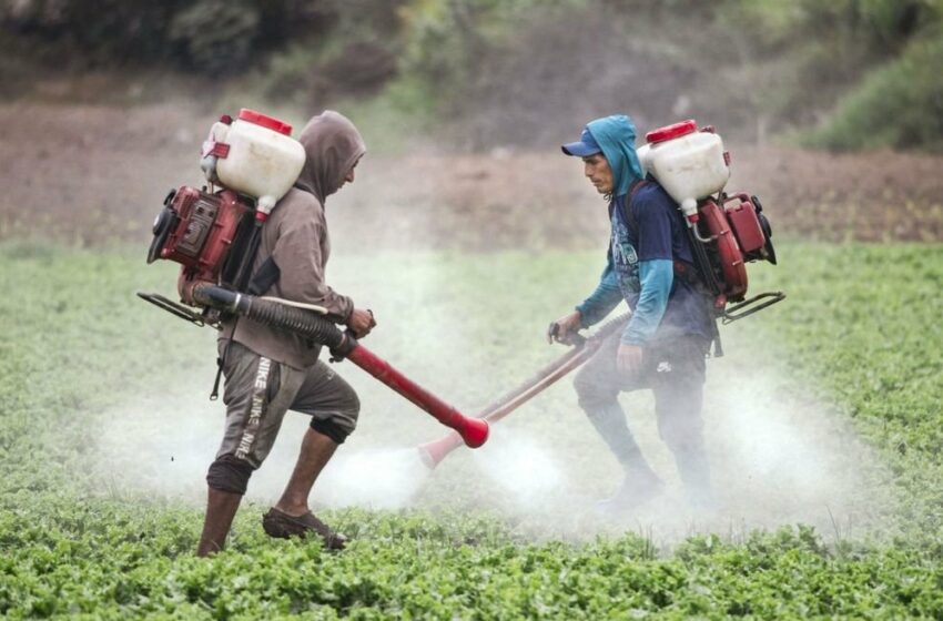  Tribunal Constitucional deja al voto demanda para retirar del mercado 49 plaguicidas peligrosos