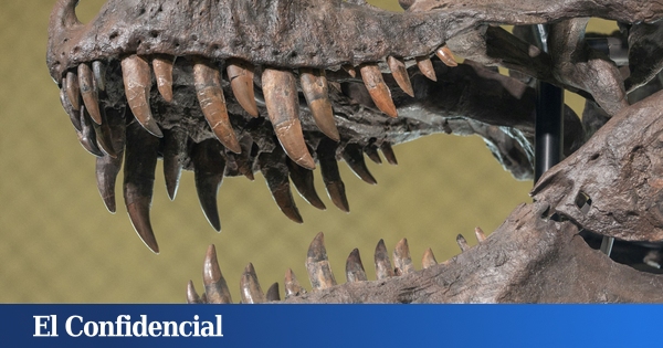  Analizan un hueso de ‘Tyrannosaurus rex’ y descubren otro error de Parque Jurásico