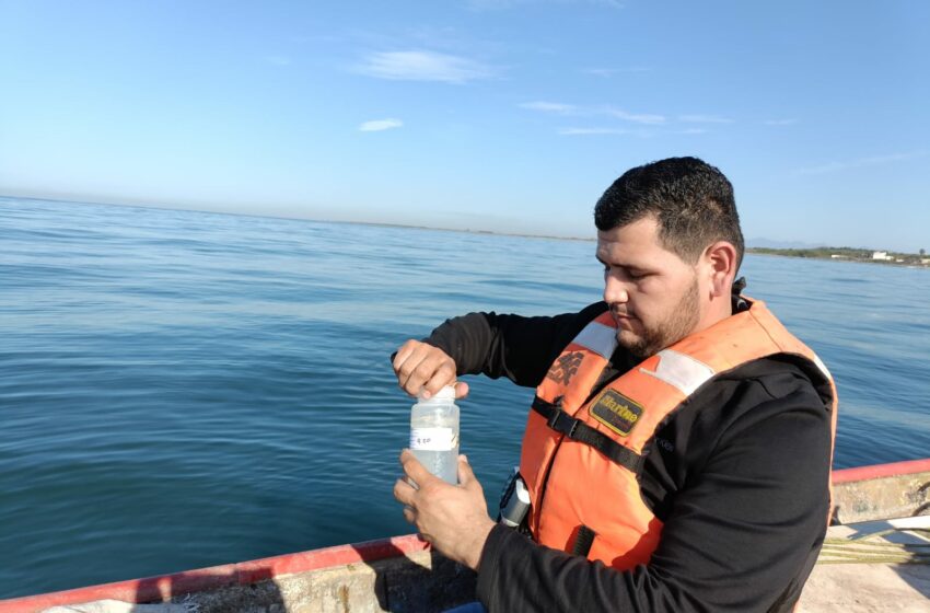  Refuerza Coepriss controles en los moluscos y manipulación de alimentos