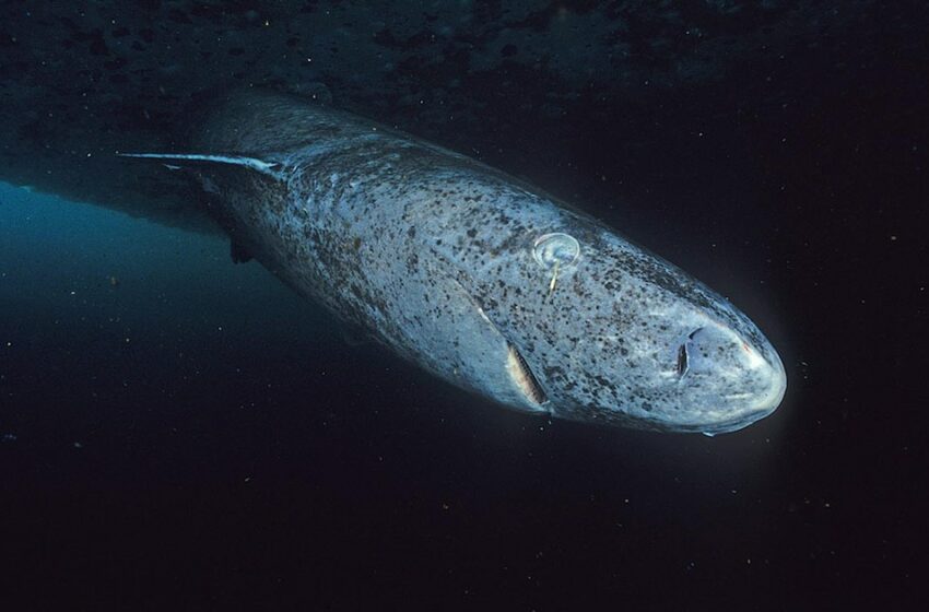  Por qué el tiburón de Groenlandia es el nuevo enigma de la biología del envejecimiento