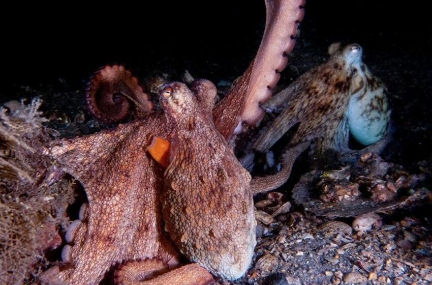  Crean un material inspirado en el pulpo que cambia de color: sus múltiples usos, desde camuflaje a robótica