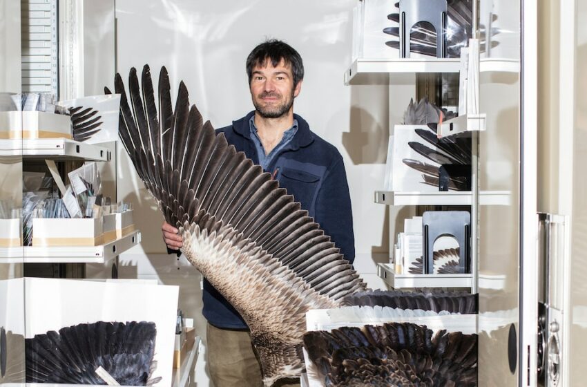  Esta pluma es una obra maestra de la naturaleza