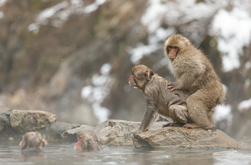  La homosexualidad está presente en todos los grupos de primates: “Parece que surgió hace mucho tiempo”
