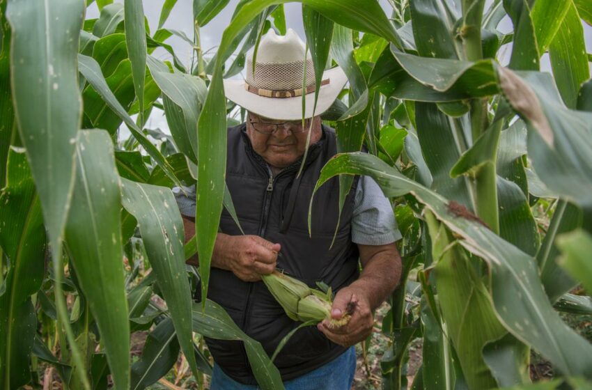  Precio de Garantía al Trigo: Sader ha pagado 71.8 mdp a productores de Sonora