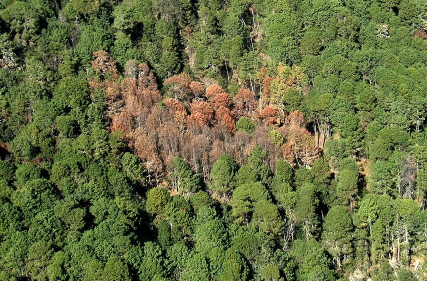  Oaxaca, estado con mayor superficie afectada por plagas forestales