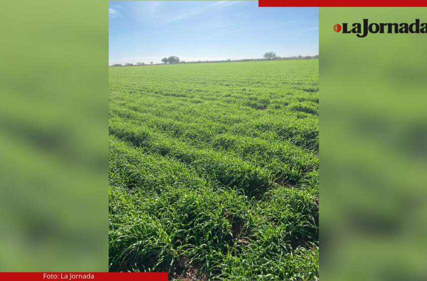  Agricultores de Sonora prevén recorte de hasta 30 por ciento en siembras para la próxima …