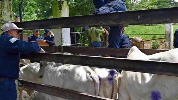  Tamaulipas implementa medidas contra el Gusano Barrenador – El Mañana de Reynosa