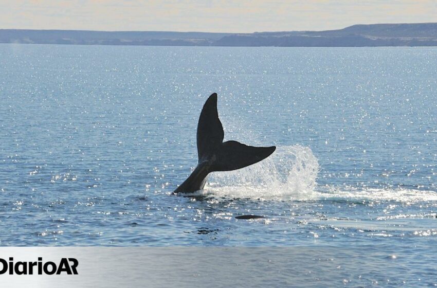  Ballenas, gas y geopolítica: el impulso de Argentina para exportar GNL – elDiarioAR.com