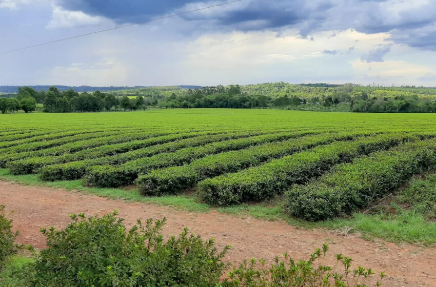  el “tesoro invisible” que albergan los suelos argentinos y que ayuda a mitigar el cambio climático