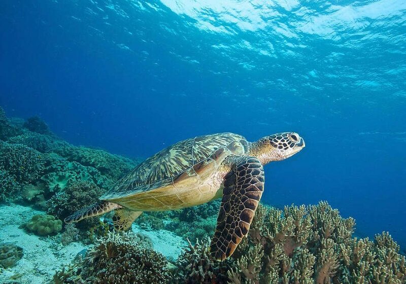  Entra en vigor tratado global: ¿qué pasará con los océanos? – Meganoticias