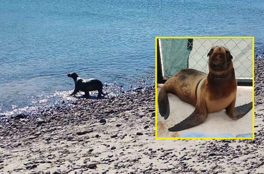  De vuelta a casa: Liberan a loba marina rescatada tras enredarse con chinchorro en San Carlos