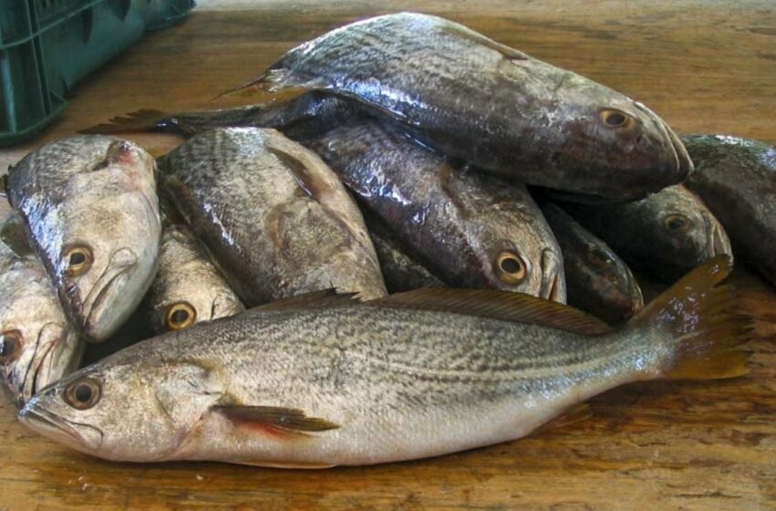  Establecen volúmenes de captura de curvina | Periodico El Vigia