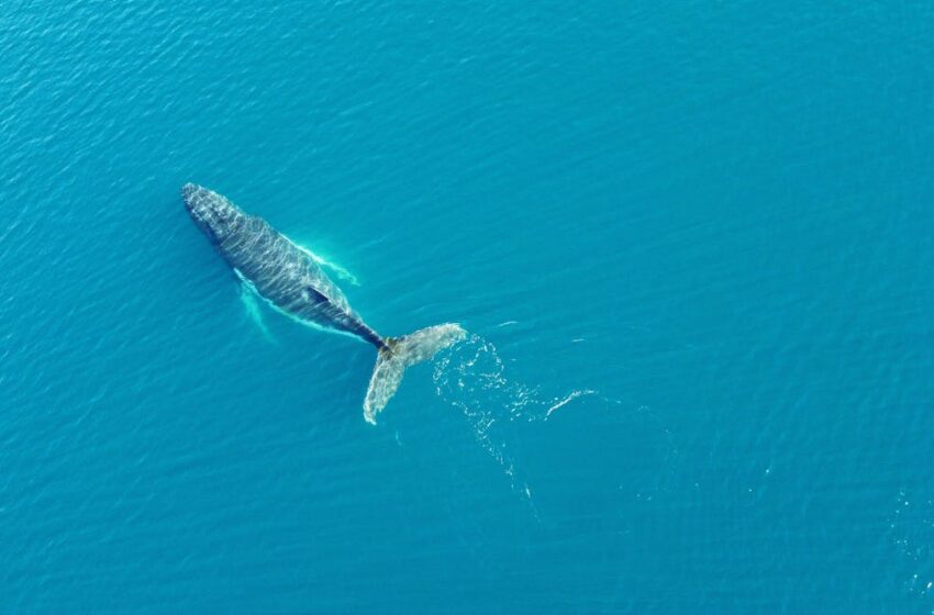  ¿Quién manda en alta mar? El tratado que cambia las reglas del juego en el océano