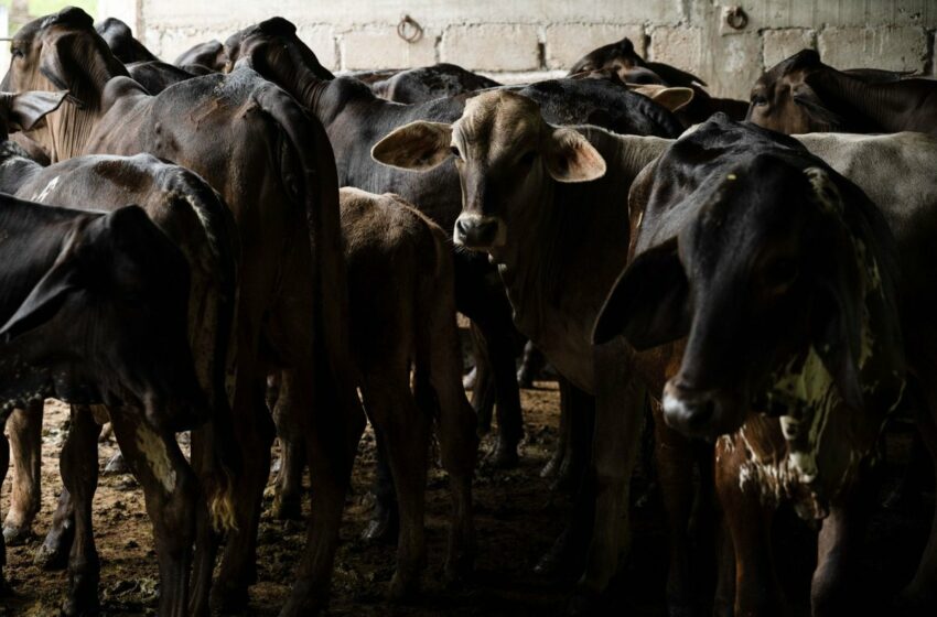  Ganaderos de Tamaulipas en alerta ante caso de gusano barrenador en Llera de Canales