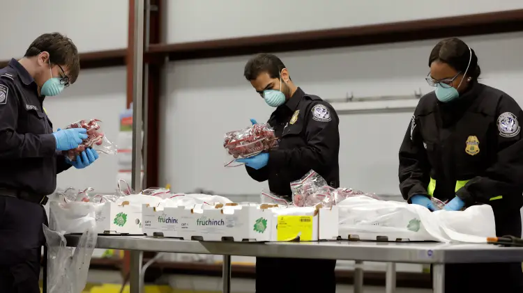  Esto sí y esto no: qué alimentos pueden cruzarse de Nogales a Estados Unidos en 2026