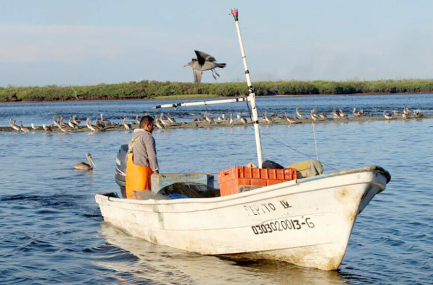  Proyectan nueva negociación del precio del calamar para este año – ZETA Tijuana