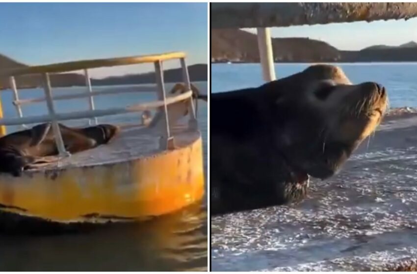  Profepa monitorea a lobo marino herido en Topolobampo, Sinaloa – 88.9 Noticias