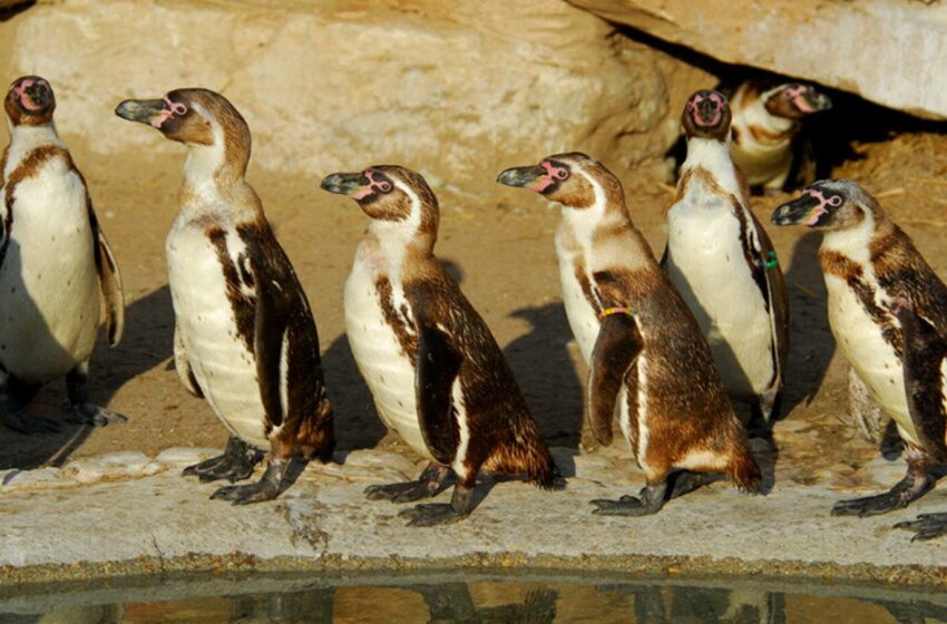  Bucea como un profesional, pero tiene el corazón frágil: los 4 datos sobre el pingüino de Humboldt