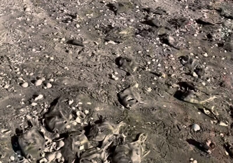  Mortandad de peces en Playa El Siaric enciende alertas ambientales | Meganoticias