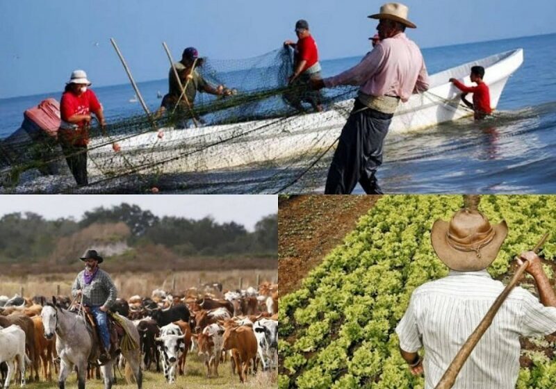  Nayarit sufre la mayor caída del país en agricultura, pesca y ganadería – Meganoticias