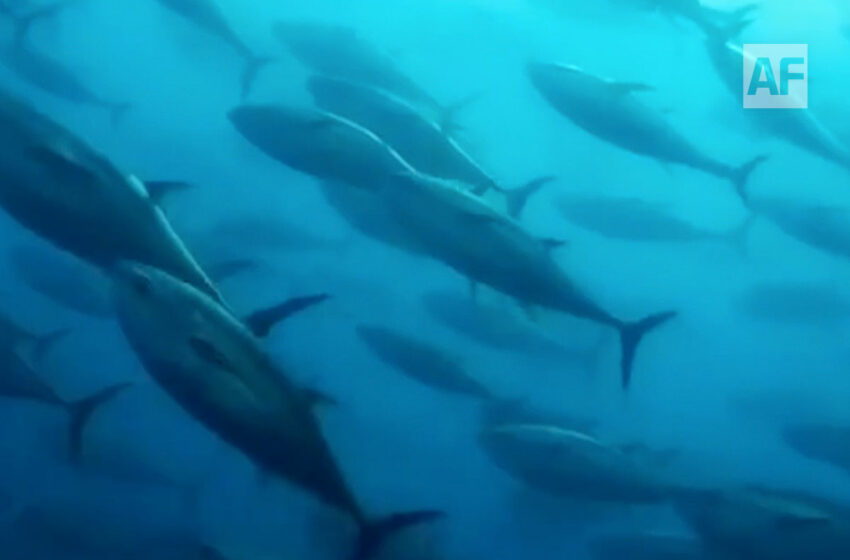  Conapesca regula aprovechamiento de varias especies en el país; inicia temporada de Lisa …