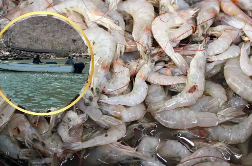  Veda de camarón en Sinaloa ya tiene fecha; pesca ribereña reporta buenas capturas