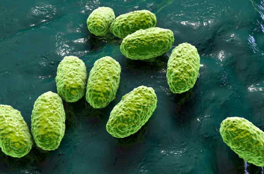  Defunciones y casos de Tosferina en México casi se triplican en 2025: estados más afectados