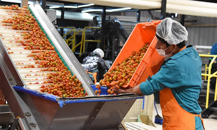  Destacan recuperación del tomate rojo en el sur del estado – Entorno Informativo