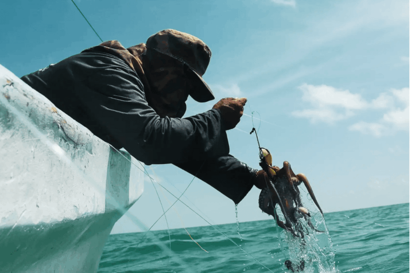  Yucatán, entre la pesca ilegal y piratas en altamar, ¿qué hace la autoridad?