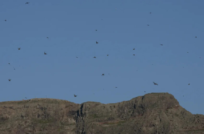 El jefe de Medio Ambiente del Cabildo sobre la presencia de langosta africana en Lanzarote