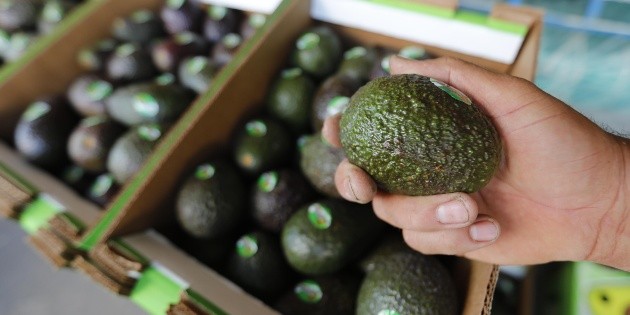  Aguacate mexicano, la otra estrella del show de Bad Bunny en el Super Bowl