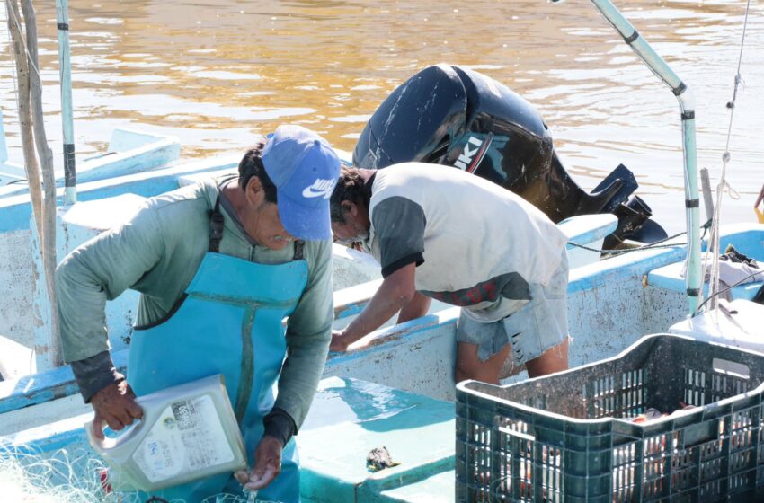  Inicia veda del mero 2026 en Yucatán vigente hasta el 31 de marzo