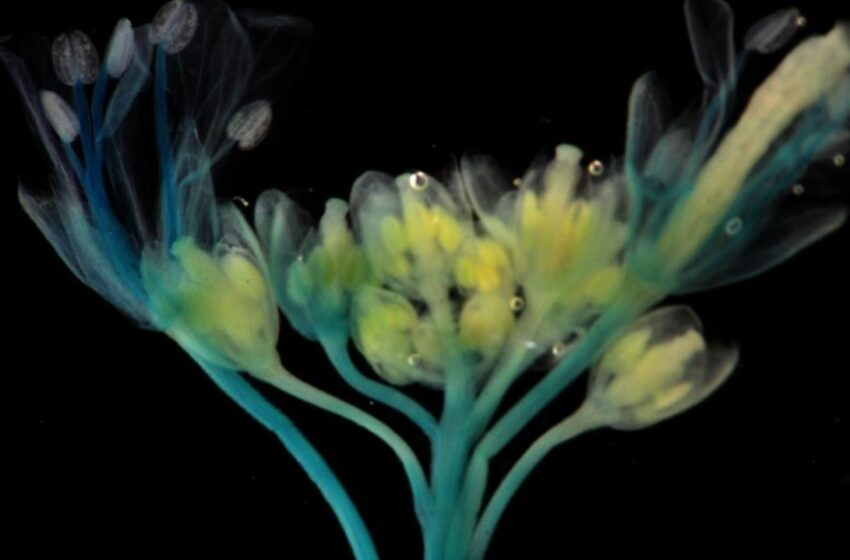  Investigador chileno estudia cómo el multiestrés climático afecta a frutales