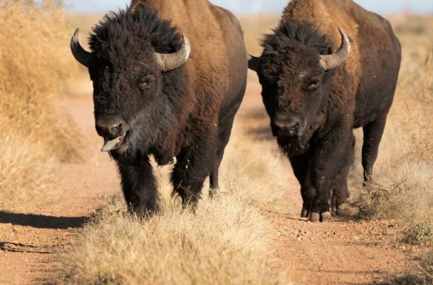  Majestuoso bisonte americano vuelve al estado de Sonora – Excélsior