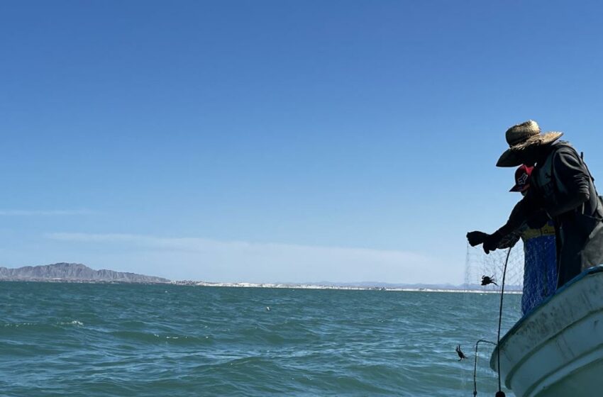  Abren pesca con redes de enmalle en hábitat de vaquita marina – Excélsior