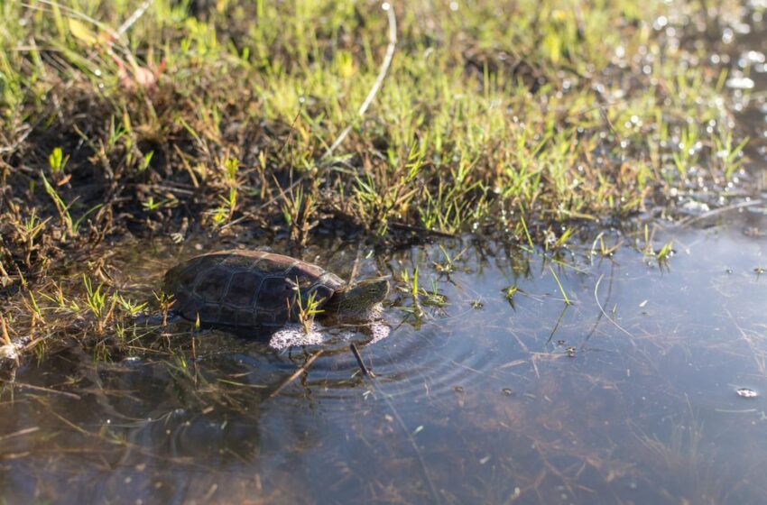  El hundimiento de las poblaciones de galápagos hace saltar las alarmas en Doñana – EL PAÍS