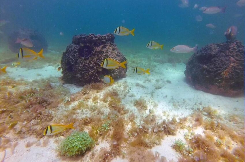  Inicia construcción del primer arrecife artificial en Río Lagartos – Noticias de Yucatán