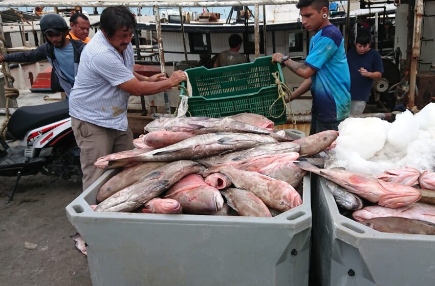  Buena temporada de mero en Yucatán: Más de 5 mil toneladas